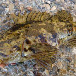 探り釣りで良型タケノコ。